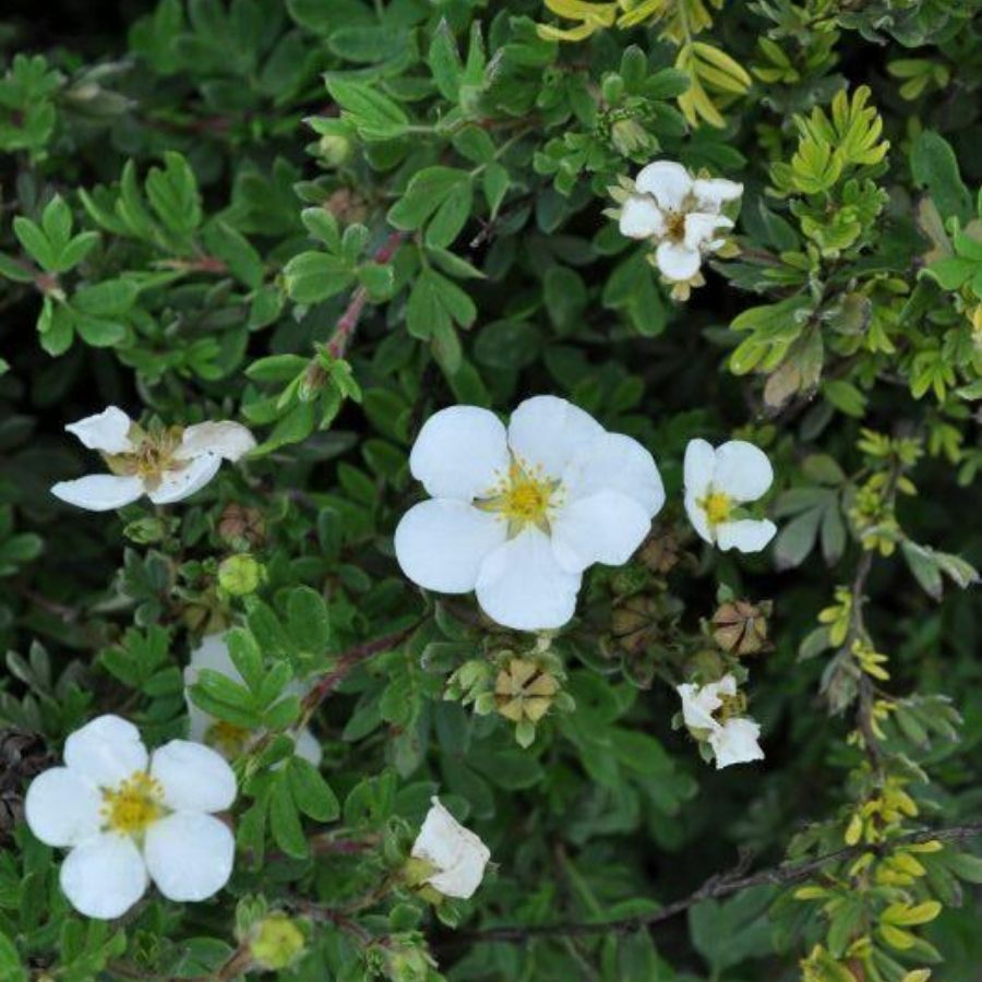Лапчатка кустарниковая Aбботсвуд, С1,5 - Dolina-Sad.Ru