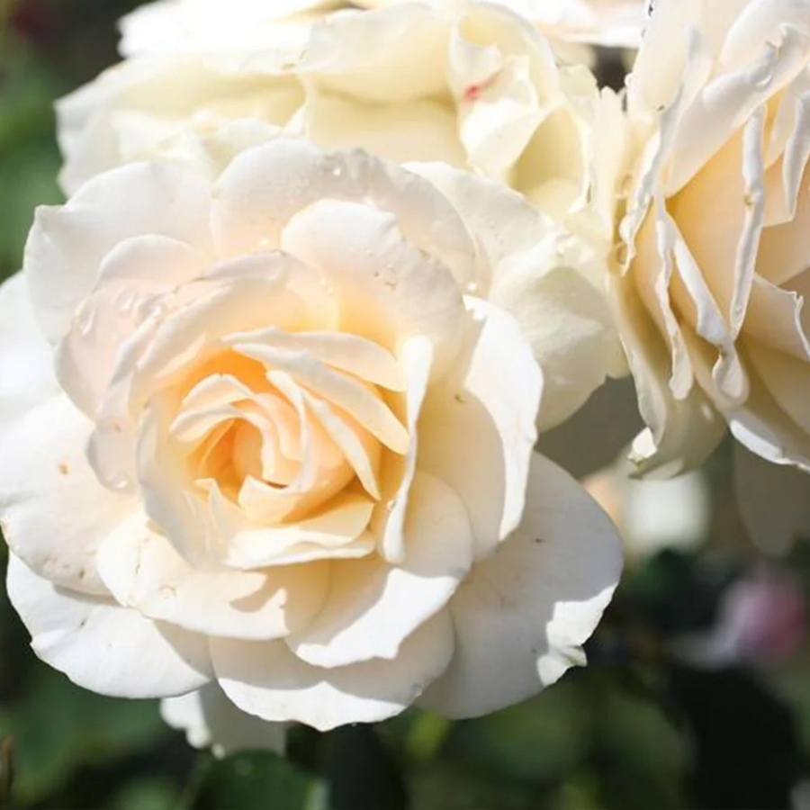 Роза штамбовая Эдельвейс - Dolina-Sad.Ru