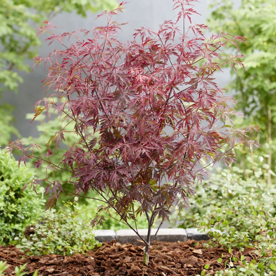 Клен пальмолистный Роял Гарнет - Dolina-Sad.Ru