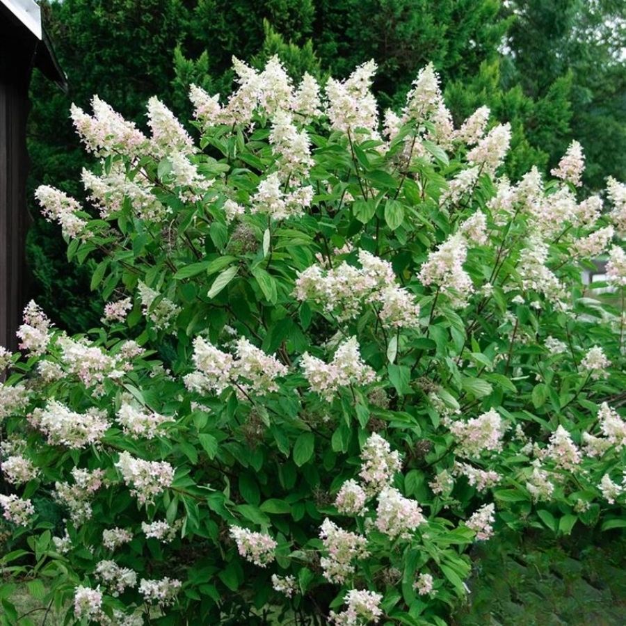 Гортензия метельчатая Киушу, С3 Гортензия метельчатая Киушу, С3 - Dolina-Sad.Ru