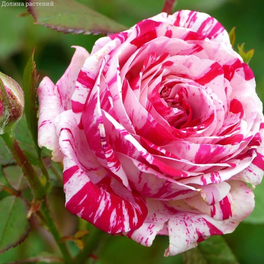 Роза Хайм Сатин в горшке Роза Хайм Сатин в горшке - Dolina-Sad.Ru