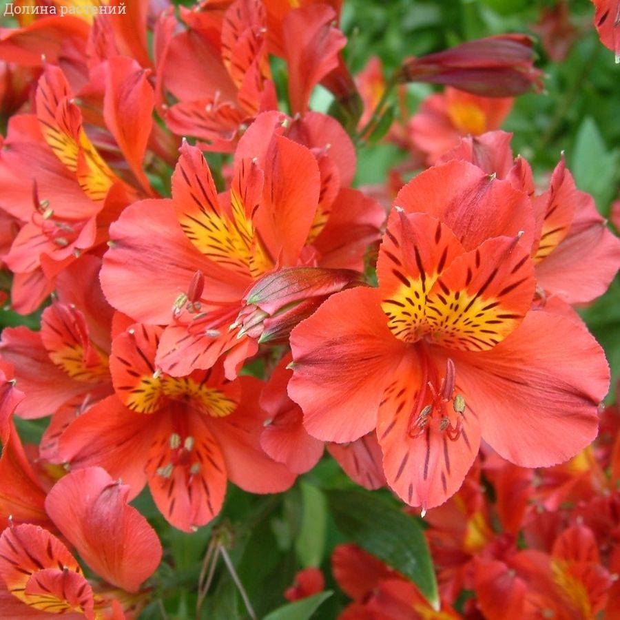 Альстромерия Марс - Dolina-Sad.Ru