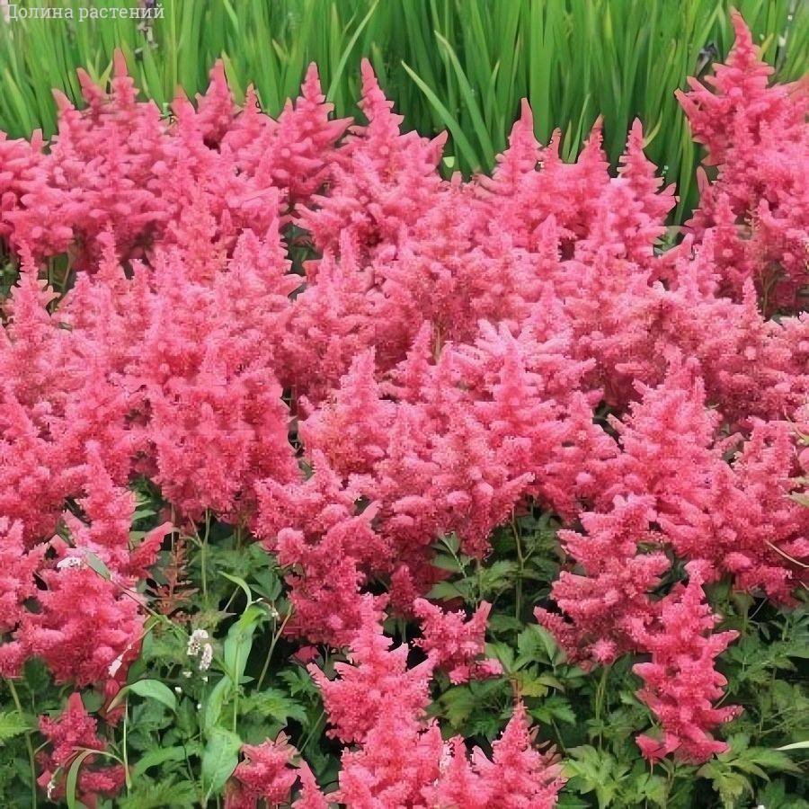 Астильба японская Кобленз Астильба японская Кобленз - Dolina-Sad.Ru