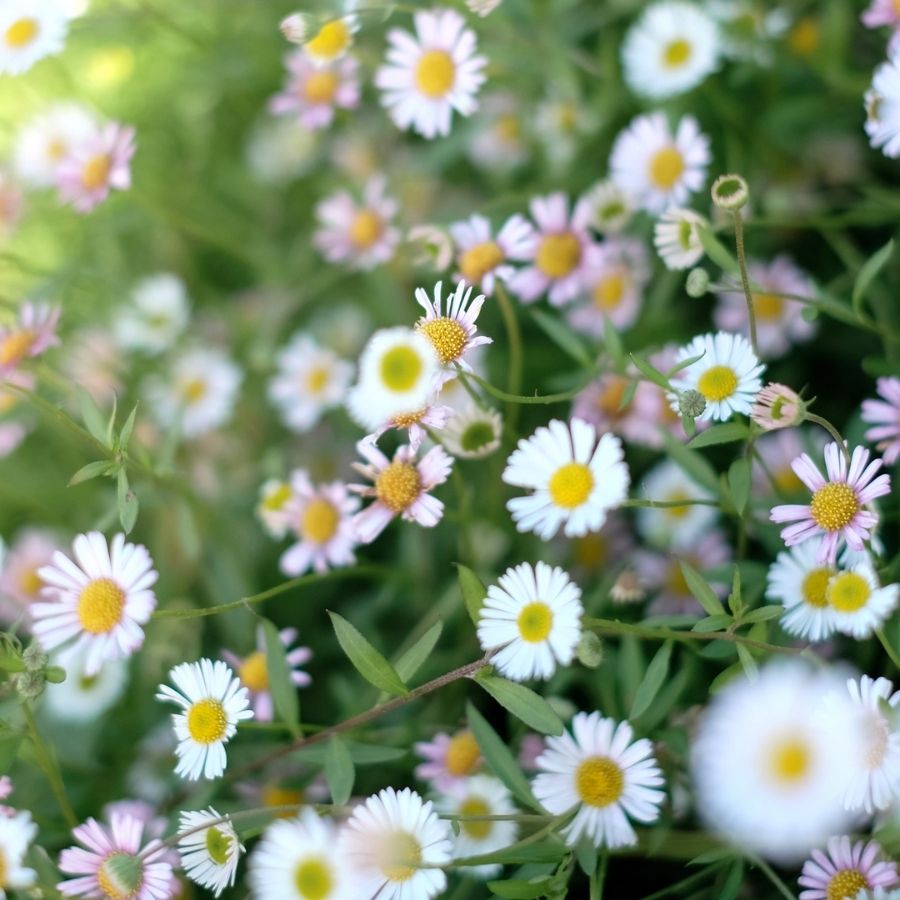 Мелколепестник (эригерон) карвинского Блютэнмеер - Dolina-Sad.Ru