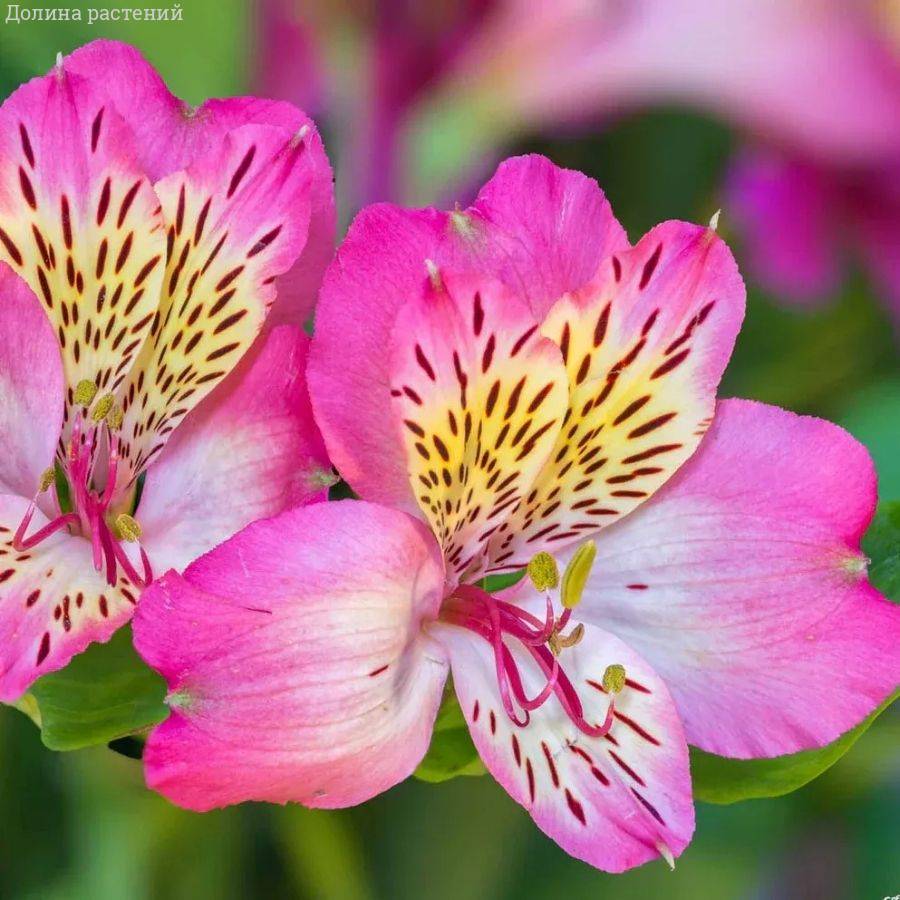 Альстромерия Флирт - Dolina-Sad.Ru