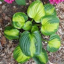 Хоста Энчиладос Хоста Энчиладос - Dolina-Sad.Ru