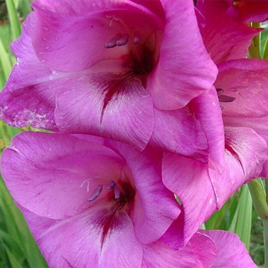 Гладиолус Фиделио Гладиолус Фиделио - Dolina-Sad.Ru