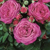 Роза Хайди Клум Роза Хайди Клум фото