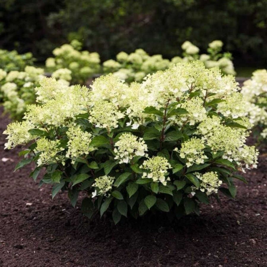 Гортензия метельчатая Милк энд Хани, С1,5 - Dolina-Sad.Ru