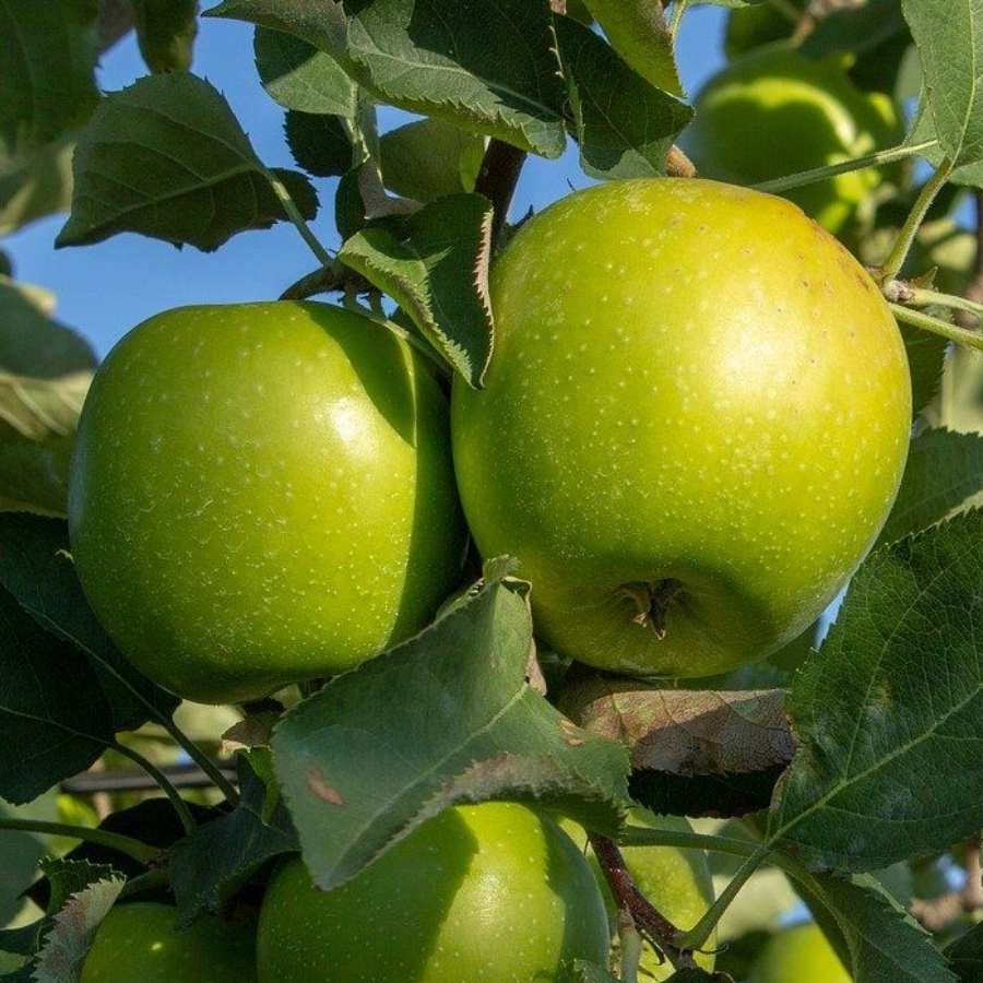 Яблоня Грэнни Смит - Dolina-Sad.Ru