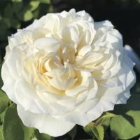 Роза Фриденслихт Роза Фриденслихт - Dolina-Sad.Ru