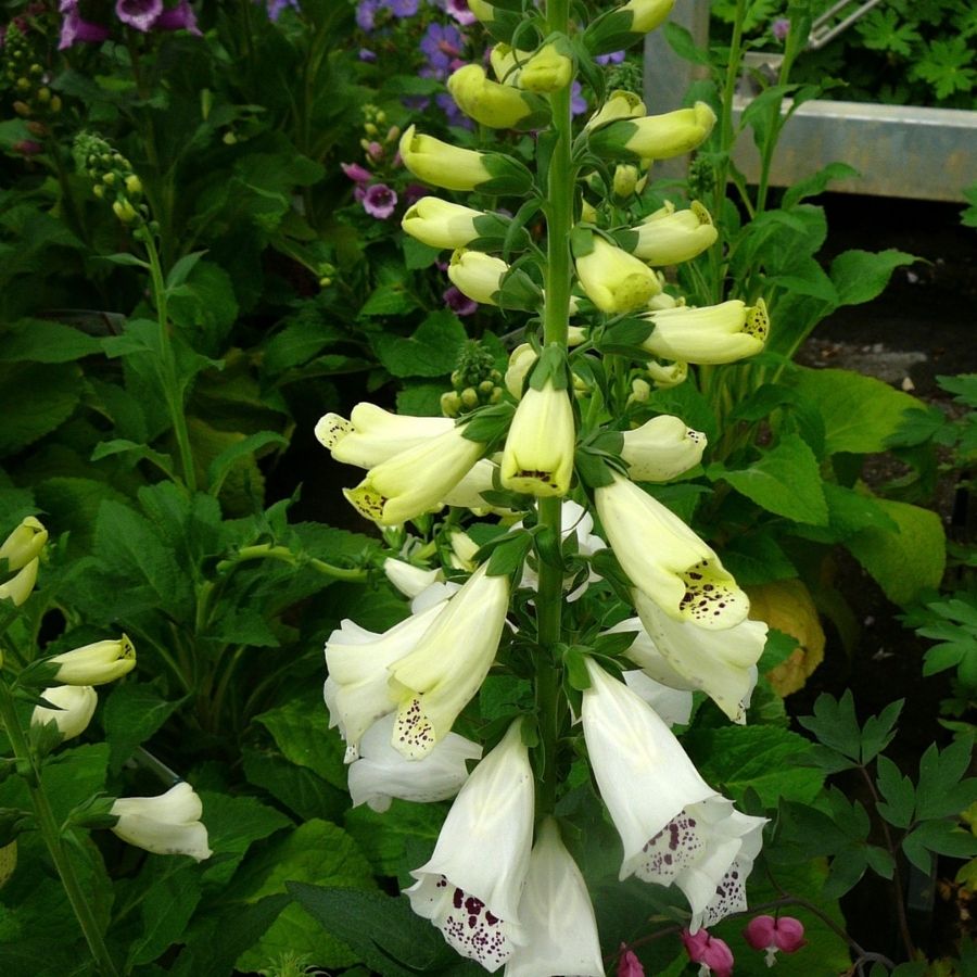 Наперстянка пурпурная Виртуоза Вайт - Dolina-Sad.Ru