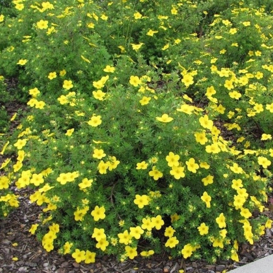 Лапчатка кустарниковая Саммерфлор, С3 - Dolina-Sad.Ru