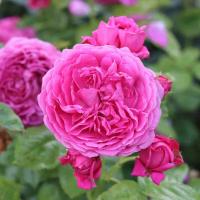 Роза Анушка Роза Анушка - Dolina-Sad.Ru