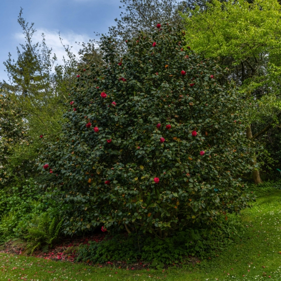 Камелия японская Маргерита Колеони - Dolina-Sad.Ru