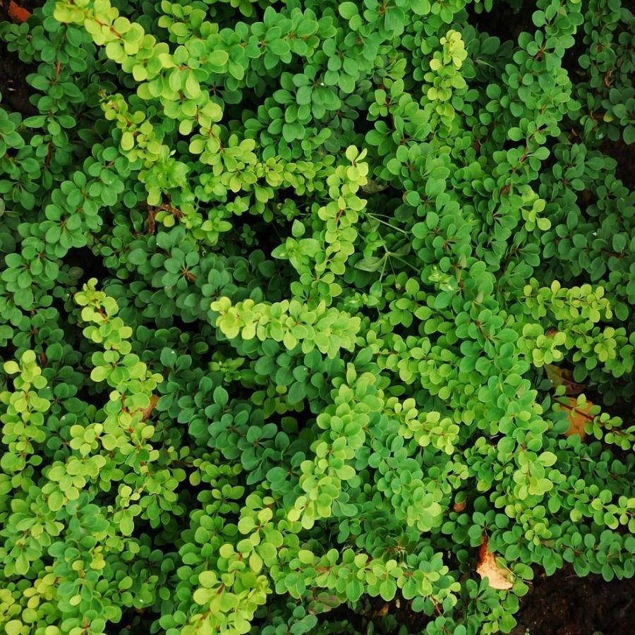 Барбарис Тунберга Грин Орнамент, С2 Барбарис Тунберга Грин Орнамент, С2 - Dolina-Sad.Ru