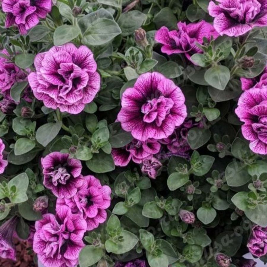 Петуния Свитсаншайн Компат Хот Пинк Вейнс - Dolina-Sad.Ru