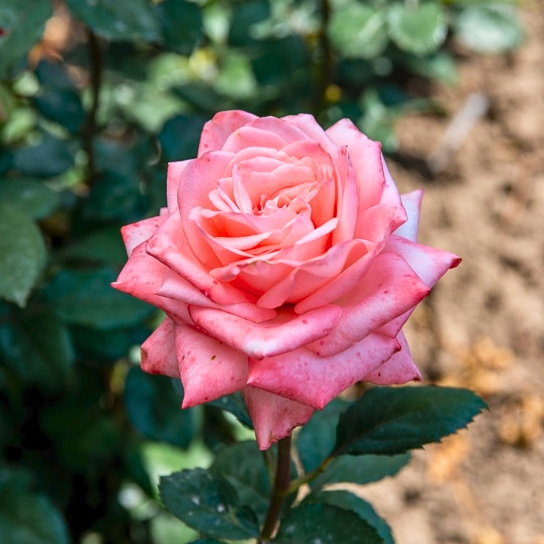 Роза Пикуба в горшке Роза Пикуба в горшке - Dolina-Sad.Ru