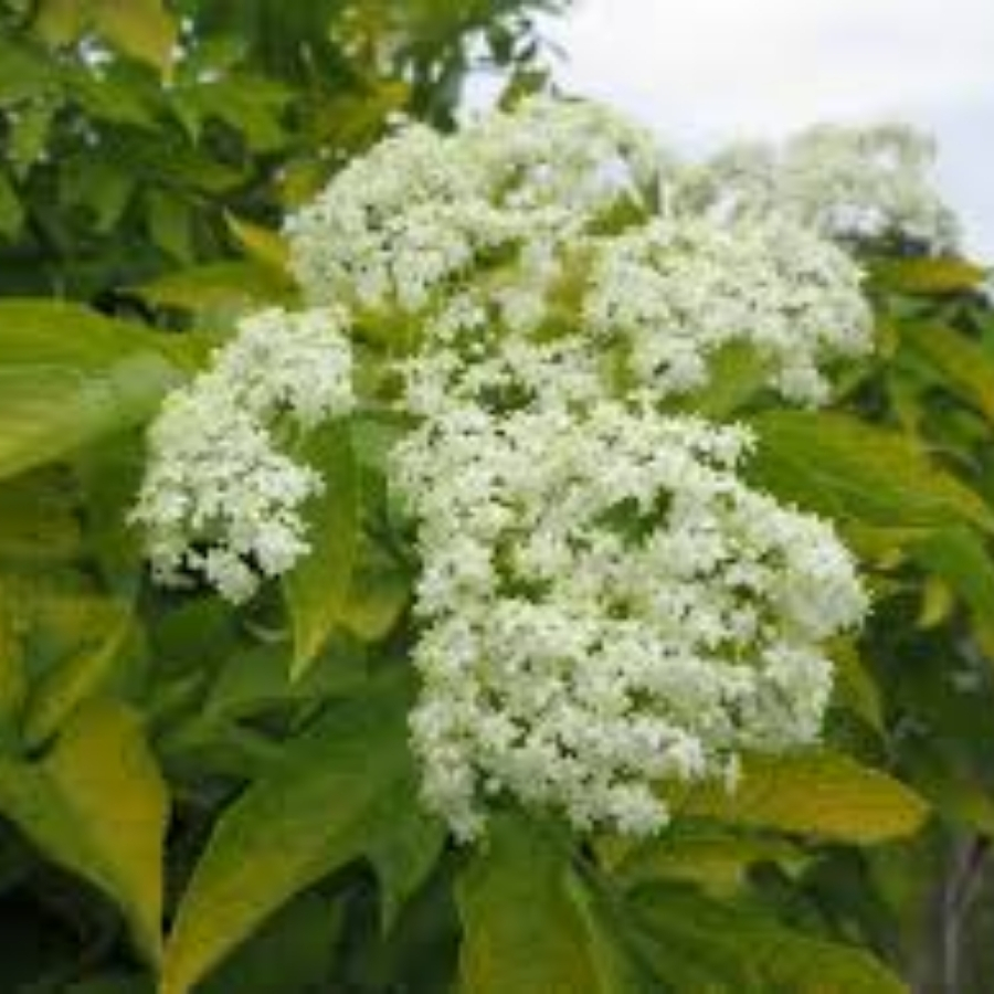 Бузина чёрная Ауреа, С3 Бузина чёрная Ауреа, С3 - Dolina-Sad.Ru