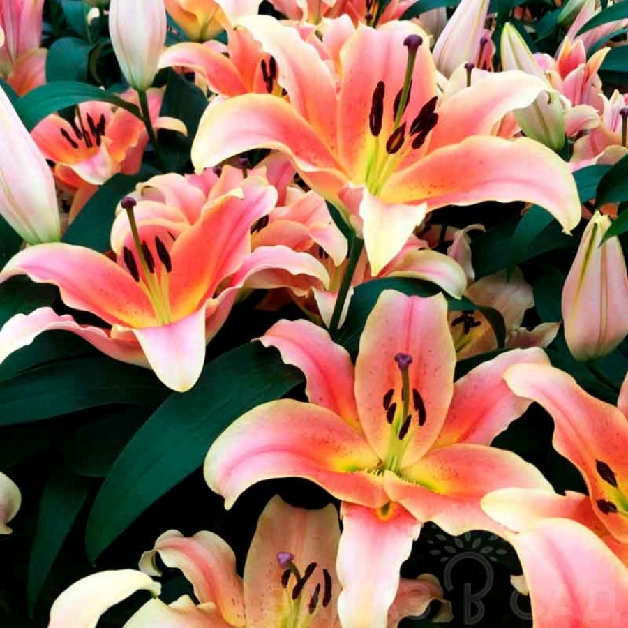 Лилия Зельмира Лилия Зельмира - Dolina-Sad.Ru