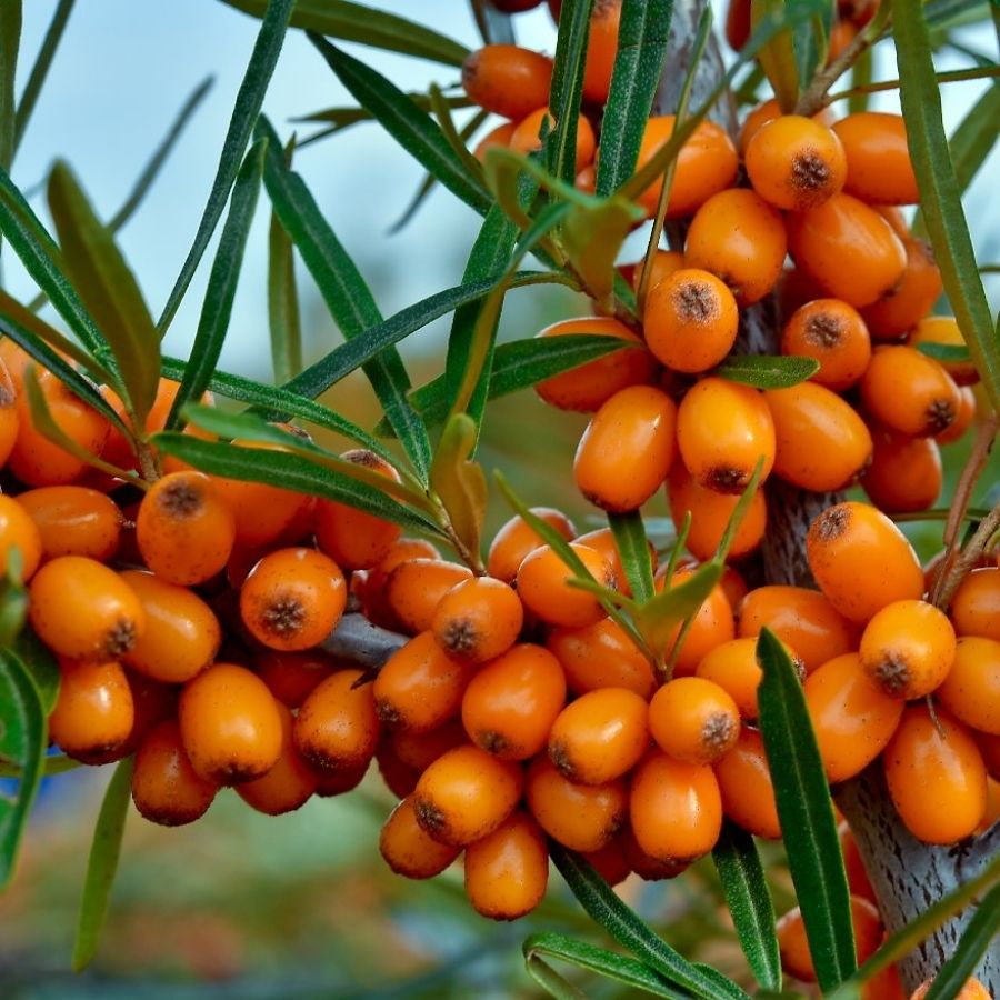 Облепиха крушиновидная Херго, С3 - Dolina-Sad.Ru