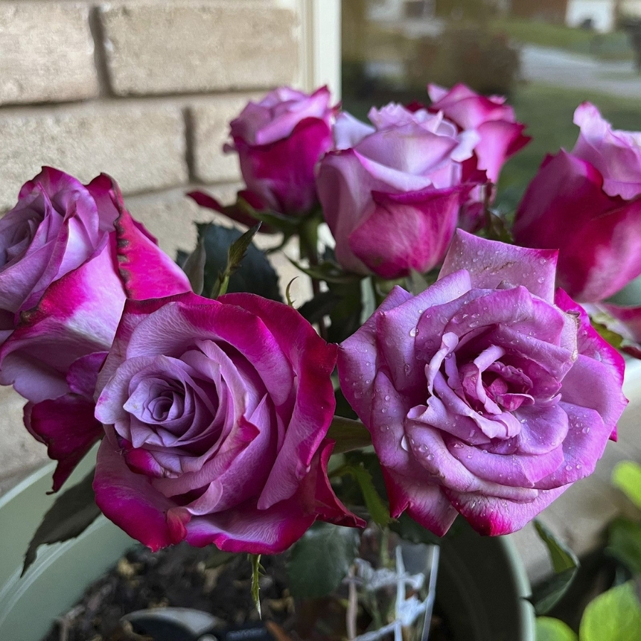 Роза Парадайз - Dolina-Sad.Ru