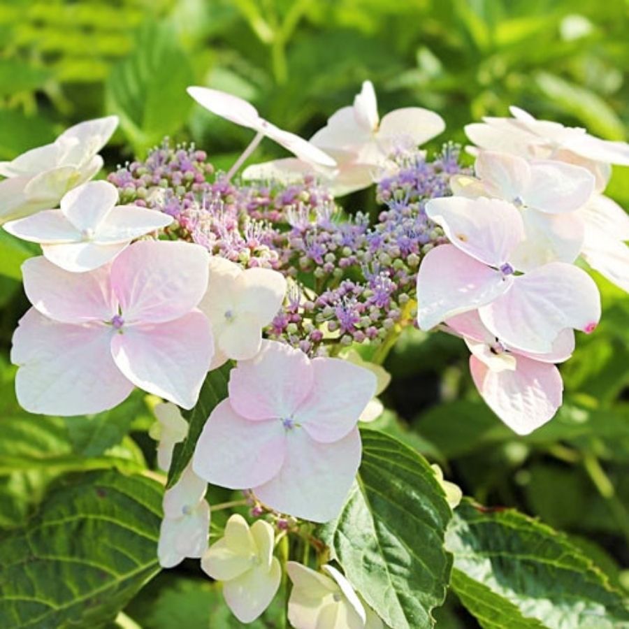 Гортензия крупнолистная Мариесии Грандифлора, С2 - Dolina-Sad.Ru