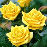 Роза Папилон Роза Папилон - Dolina-Sad.Ru