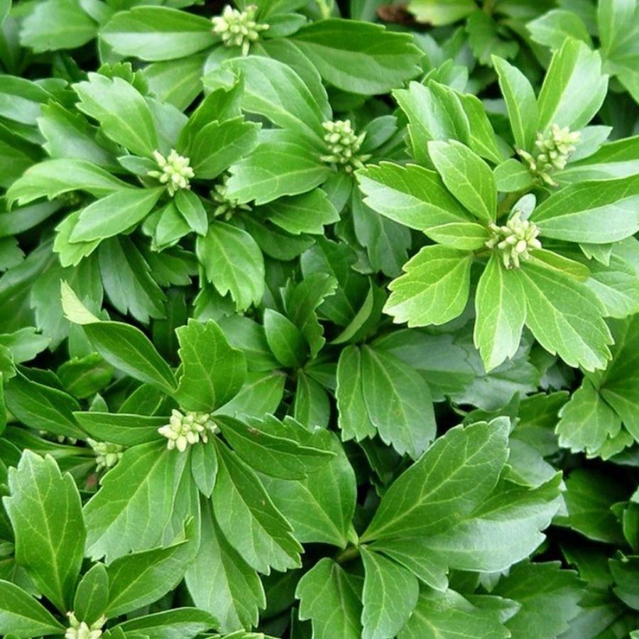 Пахизандра верхушечная Грин Карпет, С3 - Dolina-Sad.Ru