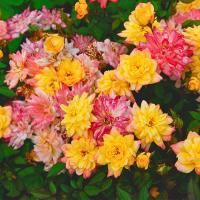 Роза Беби Маскарад Роза Беби Маскарад - Dolina-Sad.Ru