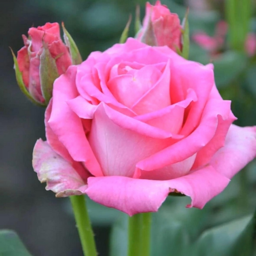 Роза Топаз в горшке Роза Топаз в горшке - Dolina-Sad.Ru