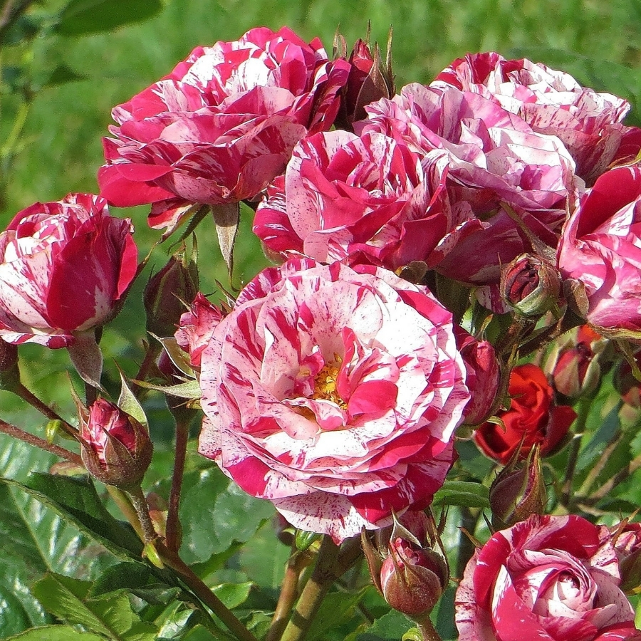 Роза Хайм Сатин в горшке Роза Хайм Сатин в горшке - Dolina-Sad.Ru