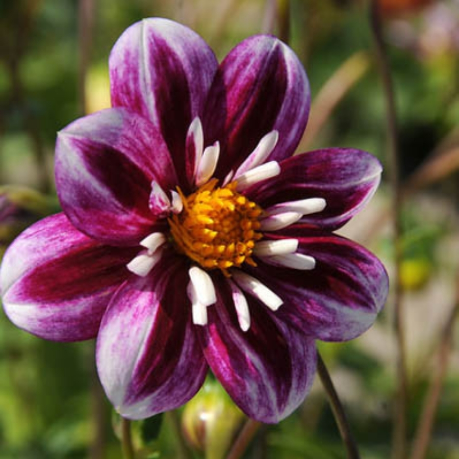 Георгина Импрешен Фабула - Dolina-Sad.Ru