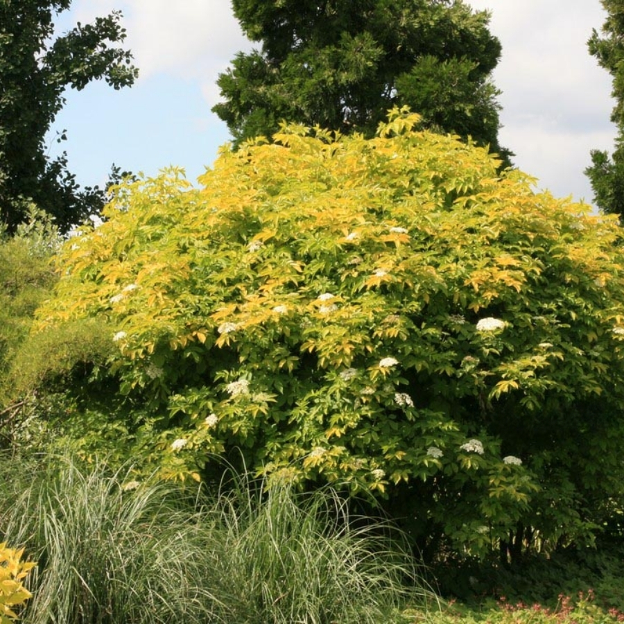 Бузина чёрная Ауреа, С3 Бузина чёрная Ауреа, С3 - Dolina-Sad.Ru