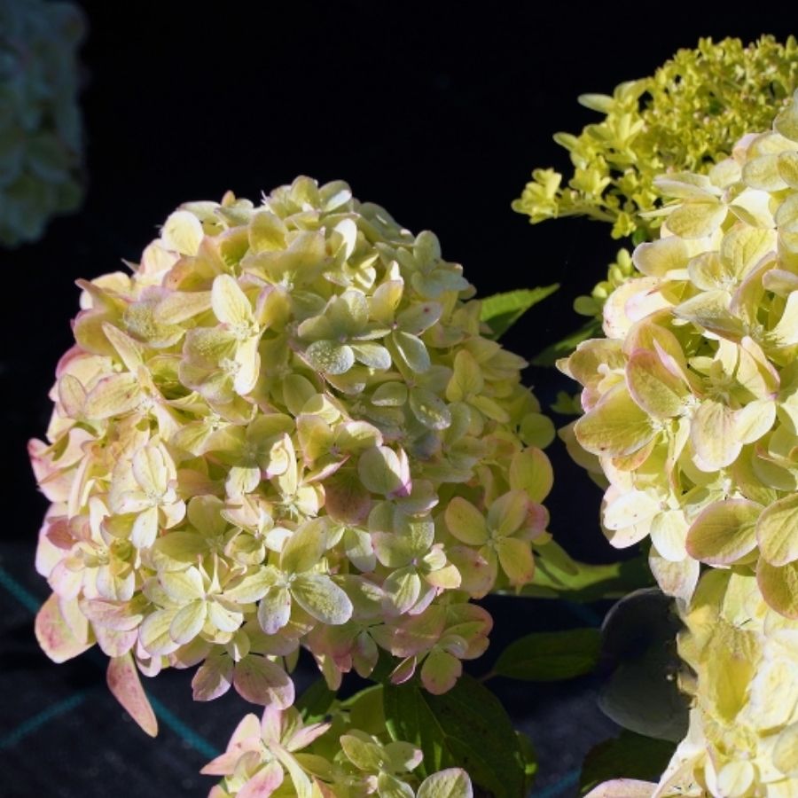 Гортензия метельчатая Литл Пассион, С3 - Dolina-Sad.Ru