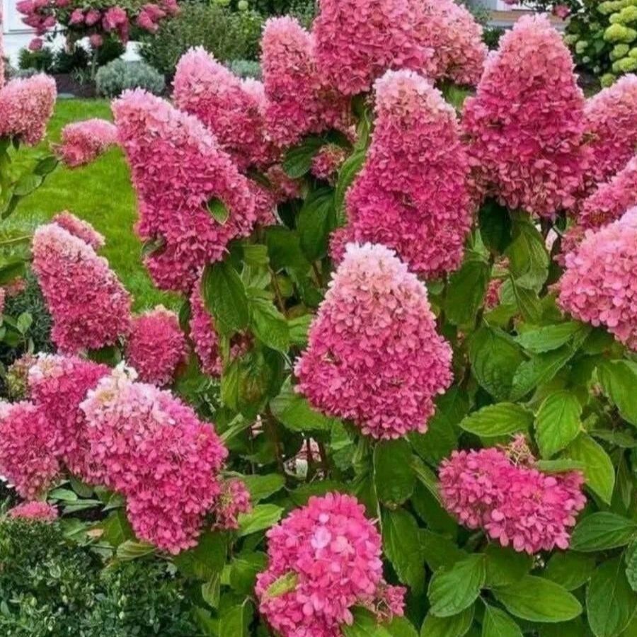 Гортензия метельчатая Дегудо, С3 - Dolina-Sad.Ru