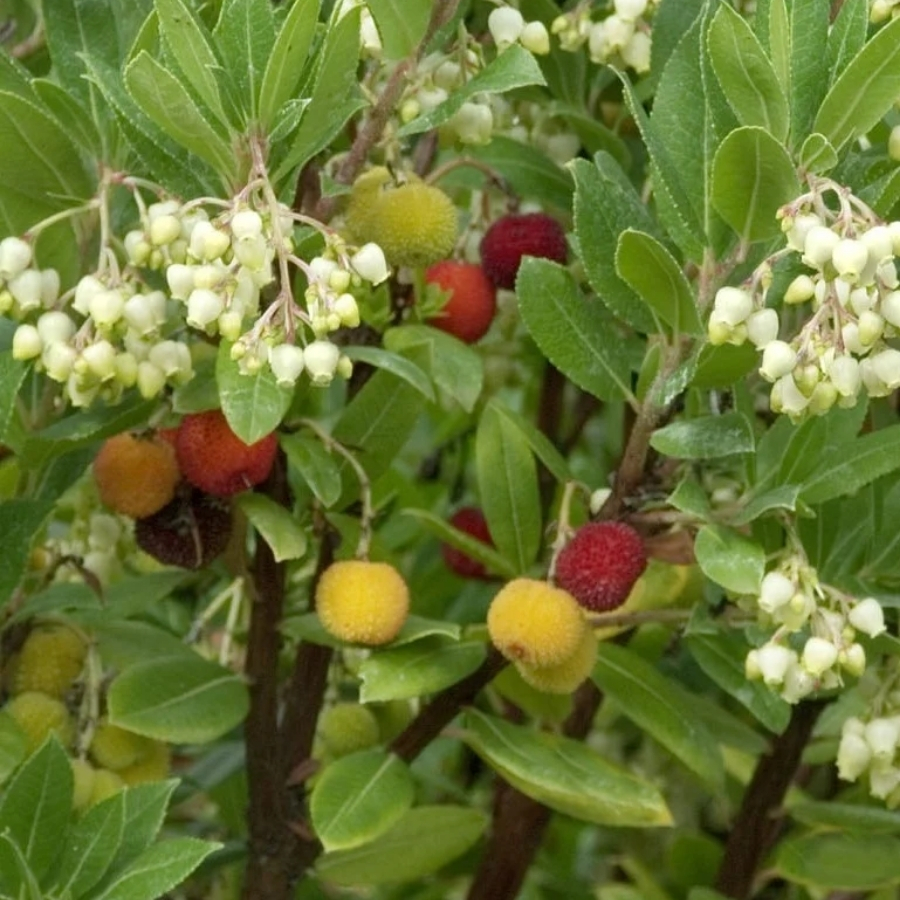 Земляничное дерево Компакта - Dolina-Sad.Ru