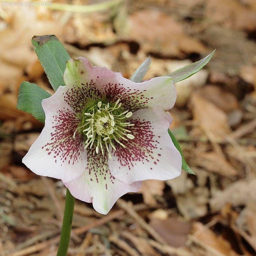 Морозник Боллим Морозник Боллим - Dolina-Sad.Ru