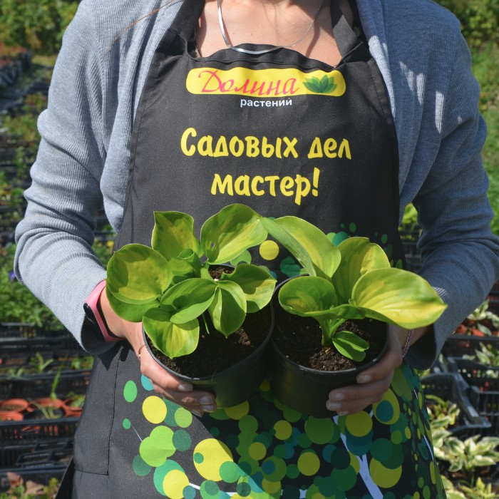 Хоста Энчиладос Хоста Энчиладос - Dolina-Sad.Ru