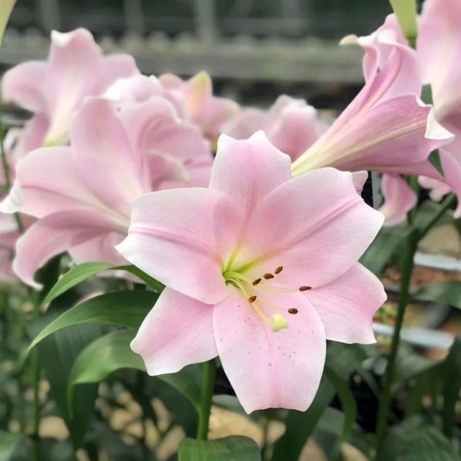 Лилия Кали Лилия Кали - Dolina-Sad.Ru