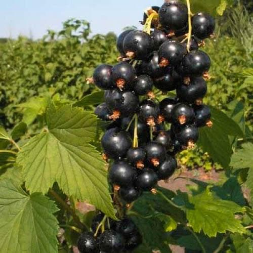 Смородина Багира фото