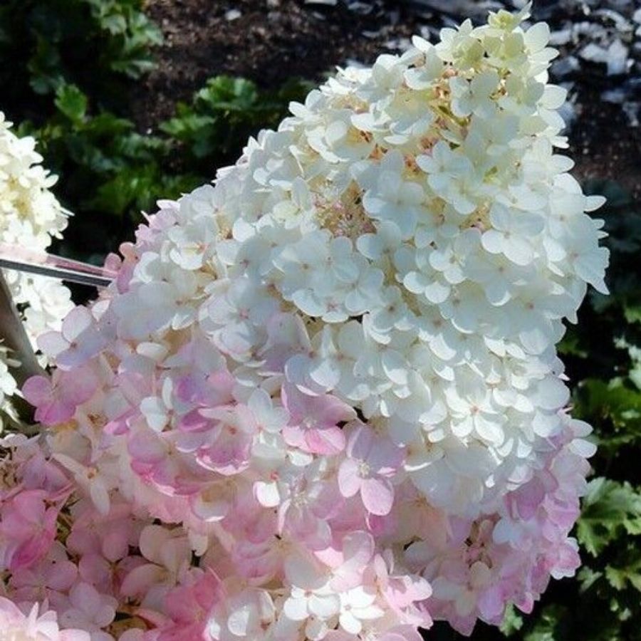 Гортензия метельчатая Мэджикал Андес, С3 - Dolina-Sad.Ru