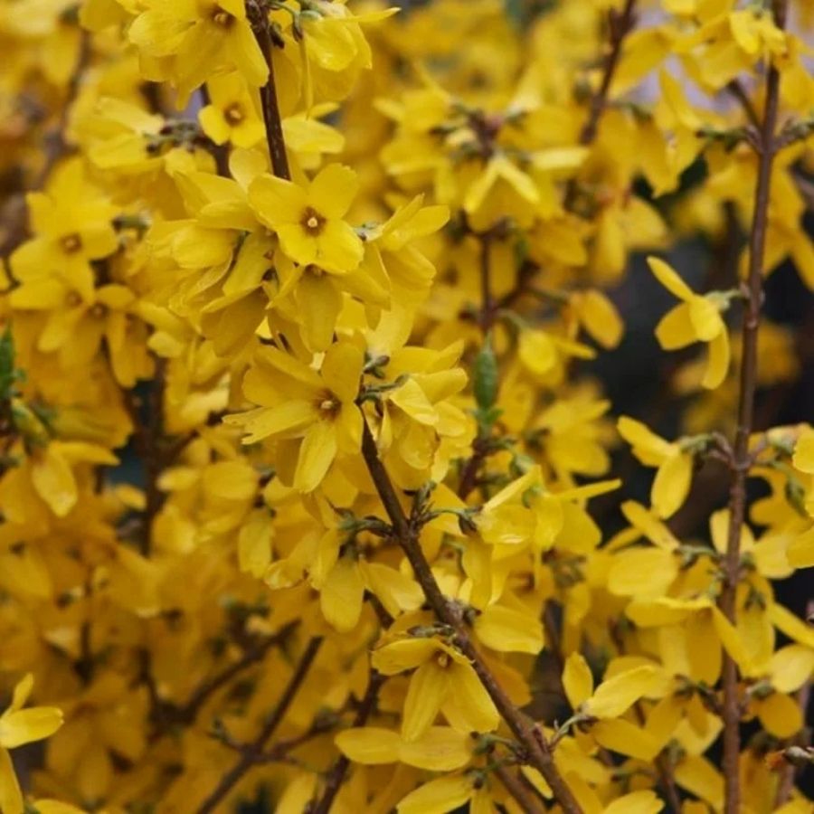 Форзиция промежуточная Гольдцаубер, С3 - Dolina-Sad.Ru