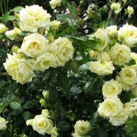 Роза Эльф Роза Эльф фото