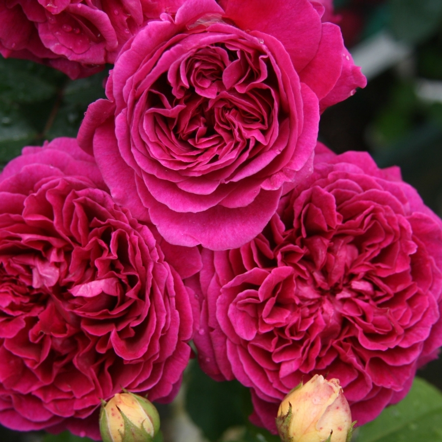 Роза Алфалоп - Dolina-Sad.Ru