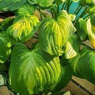 Хоста Энчиладос Хоста Энчиладос - Dolina-Sad.Ru