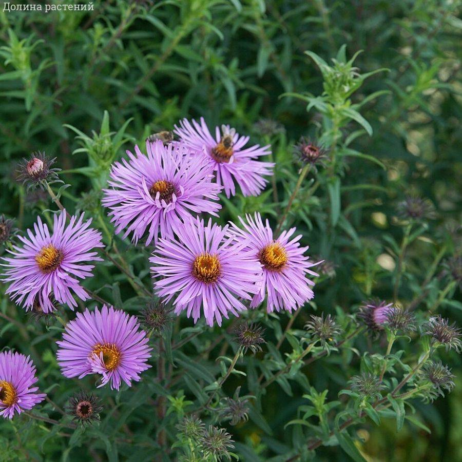 Астра новоанглийская Барс Пинк Астра новоанглийская Барс Пинк - Dolina-Sad.Ru