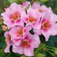 Роза Ориента Лейла Роза Ориента Лейла - Dolina-Sad.Ru