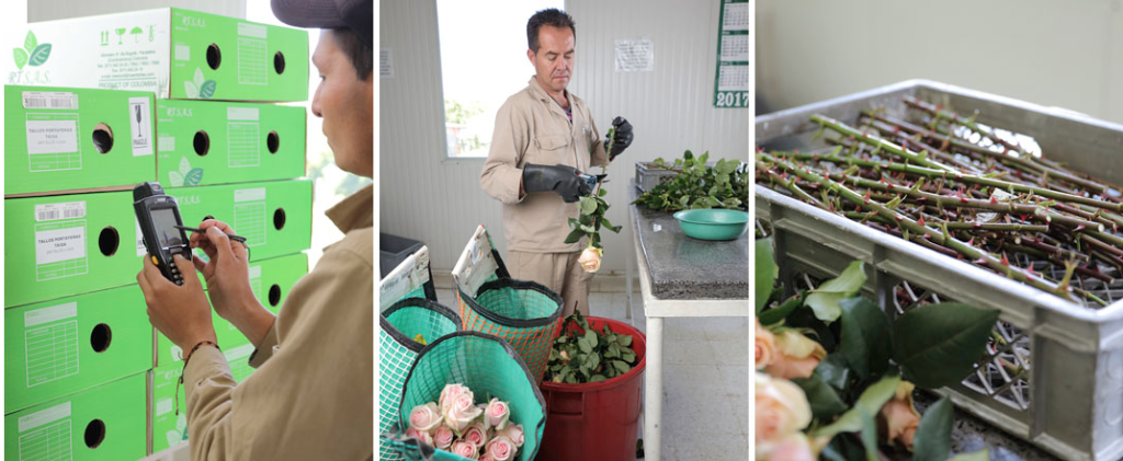 Розы Тантау Розы Тантау