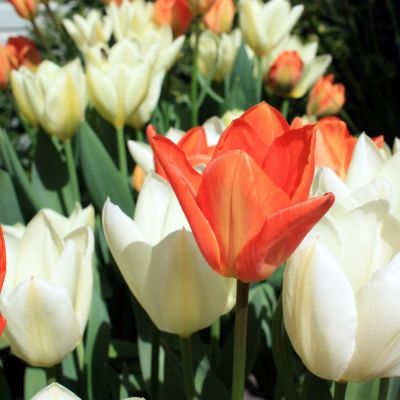 Тюльпан Пуриссима Оранж Тюльпан Пуриссима Оранж - Dolina-Sad.Ru